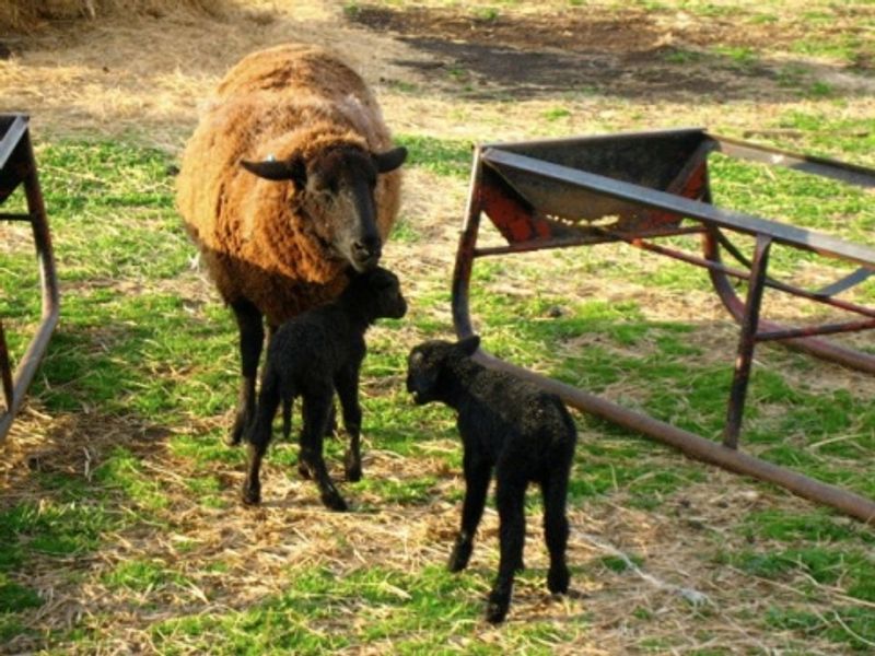 Woolly Weekend at Shepherd's Cross