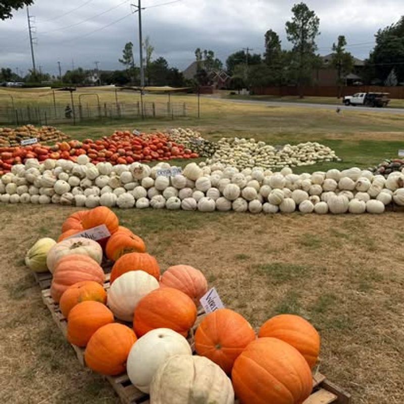 Designs by Tammy Pumpkin Patch