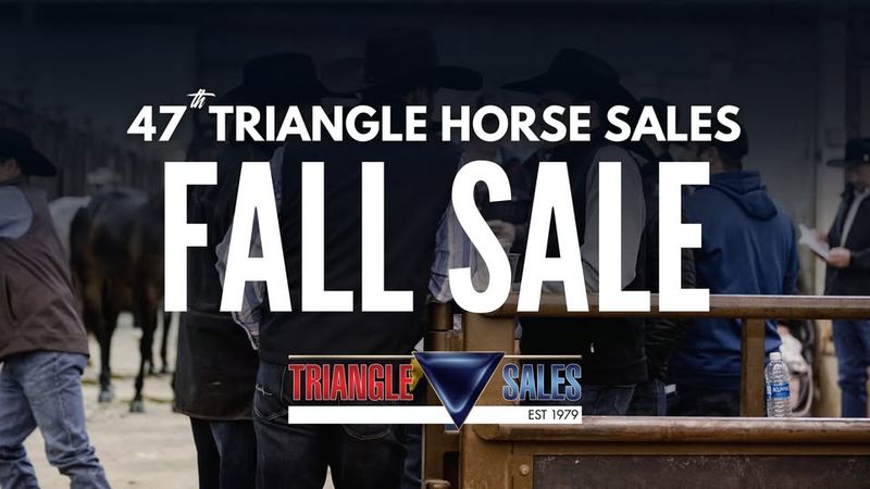 Triangle Fall Horse Sale